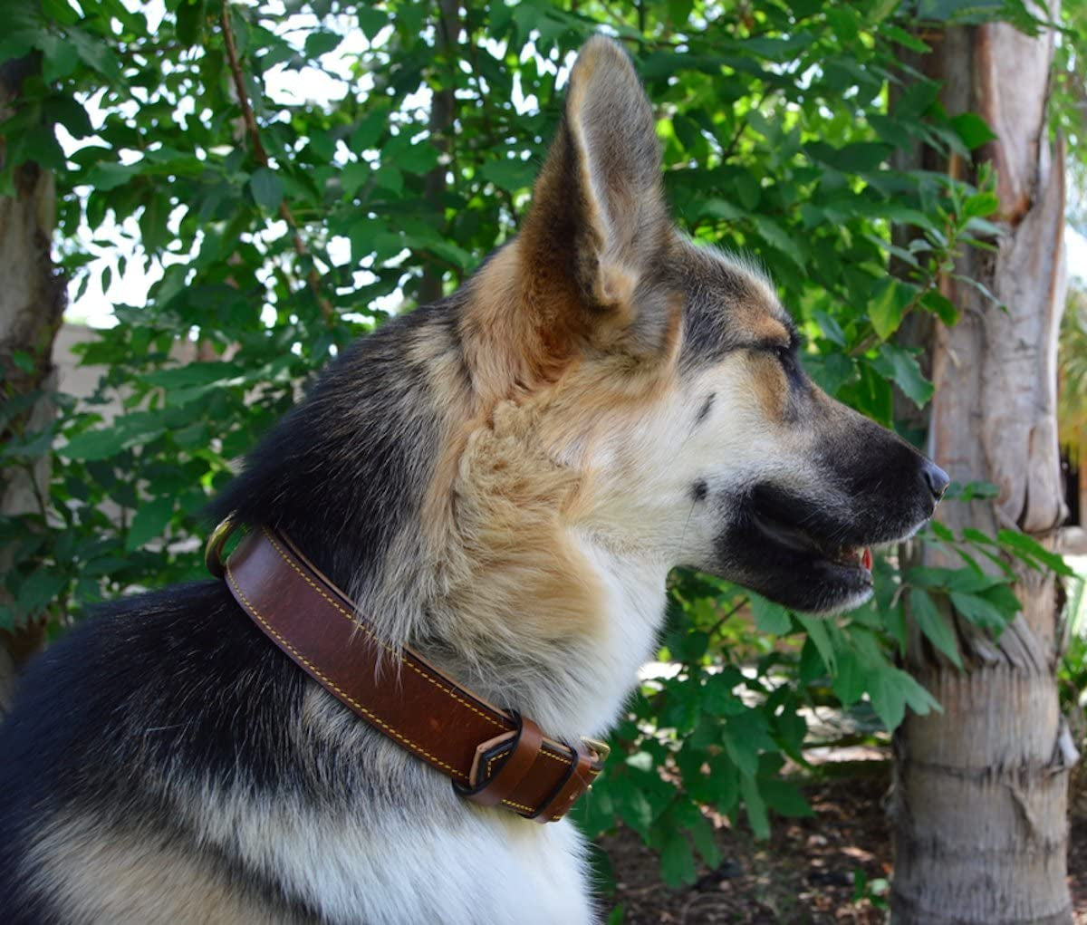 Padded Leather Dog Collar, Large Brown, Real Genuine Leather, 24" Long X 1.5 Wide, Fits Neck Size 18" to 21" Inches